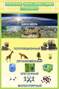 Стенд "Уровни организации живого" - fgospostavki.ru - Ростов-на-Дону