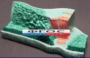 Модель "Структура листа" - fgospostavki.ru - Ростов-на-Дону