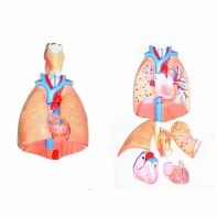 Модель "Система органов дыхания" - fgospostavki.ru - Ростов-на-Дону