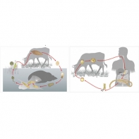 Модель-аппликация Цикл развития бычьего цепня и печеночного сосальщика - fgospostavki.ru - Ростов-на-Дону