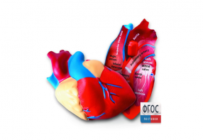 Модель сердца человека (анатомическая) - fgospostavki.ru - Ростов-на-Дону