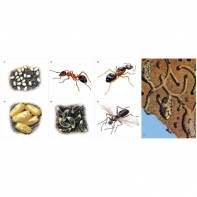 Модель-аппликация Муравьи. Устройство муравейника - fgospostavki.ru - Ростов-на-Дону