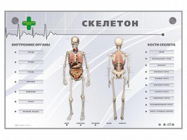 Электрифицированный стенд-тренажер "Скелетон" - fgospostavki.ru - Ростов-на-Дону