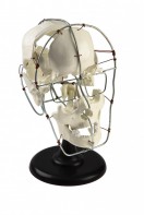 Кости черепа человека смонтированные - fgospostavki.ru - Ростов-на-Дону