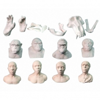 Набор моделей палеонтологических находок "Происхождение человека"	 - fgospostavki.ru - Ростов-на-Дону