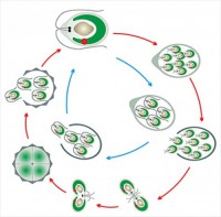 Модель-аппликация Размножение одноклеточной водоросли - fgospostavki.ru - Ростов-на-Дону