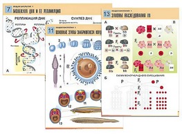 Комплект таблиц по биологии демонстрационных "Общая биология 1" (16 таблиц, формат А1, ламинированные) - fgospostavki.ru - Ростов-на-Дону