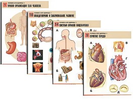 Комплект таблиц по биологии демонстрационных "Человек и его здоровье 1" (20 таблиц, формат А1, ламинированные) - fgospostavki.ru - Ростов-на-Дону