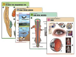 Комплект таблиц по всему курсу биологии (120 штук, формат А1, полноцветные, ламинированные) - fgospostavki.ru - Ростов-на-Дону