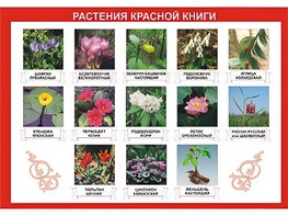 Таблица демонстрационная "Растения Красной книги" (винил 70*100) - fgospostavki.ru - Ростов-на-Дону