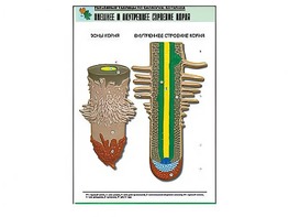Рельефная таблица "Внешнее и внутреннее строение корня" (формат А1, матовое ламинирование) - fgospostavki.ru - Ростов-на-Дону