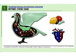 Рельефная таблица "Внутреннее строение голубя" (формат А1, матовое ламинирование) - fgospostavki.ru - Ростов-на-Дону