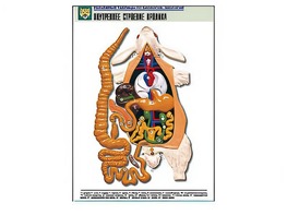 Рельефная таблица "Внутреннее строение кролика" (формат А1, матовое ламинирование) - fgospostavki.ru - Ростов-на-Дону