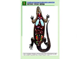 Рельефная таблица "Внутреннее строение ящерицы" (формат А1, матовое ламинирование) - fgospostavki.ru - Ростов-на-Дону