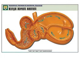 Рельефная таблица "Желудок жвачного животного" (формат А1, матовое ламинирование) - fgospostavki.ru - Ростов-на-Дону