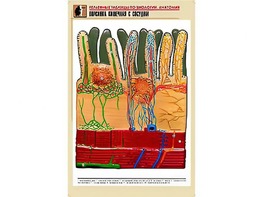 Рельефная таблица "Ворсинка кишечная с сосудом" (формат А1, матовое ламинирование) - fgospostavki.ru - Ростов-на-Дону