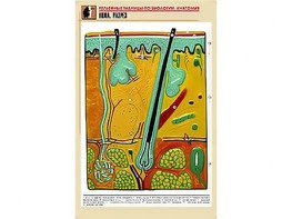 Рельефная таблица "Кожа. Разрез" (формат А1, матовое ламинирование) - fgospostavki.ru - Ростов-на-Дону