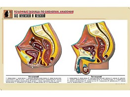 Рельефная таблица "Таз мужской и женский" (формат А1, матовое ламинирование) - fgospostavki.ru - Ростов-на-Дону