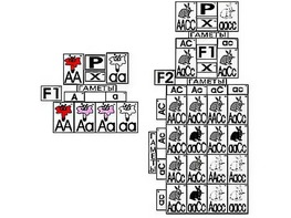 Модель-аппликация "Неполное доминирование и взаимодействие генов" (ламинированная) - fgospostavki.ru - Ростов-на-Дону