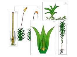 Модель-аппликация "Размножение мха" (ламинированная) - fgospostavki.ru - Ростов-на-Дону
