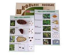 Коллекция "Шишки, плоды, семена деревьев и кустарников" - fgospostavki.ru - Ростов-на-Дону