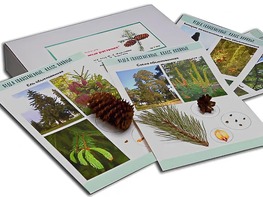 Коллекция "Голосеменные растения" - fgospostavki.ru - Ростов-на-Дону