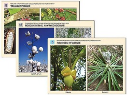 Гербарий фотографический "Сельскохозяйственные растения мира" - fgospostavki.ru - Ростов-на-Дону