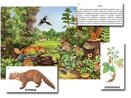 Магнитный плакат-аппликация "Лес: биоразнообразие и взаимосвязи в сообществе" - fgospostavki.ru - Ростов-на-Дону