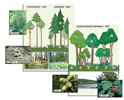Гербарий фотографический "Растительные сообщества. Лес" (раздаточный) - fgospostavki.ru - Ростов-на-Дону