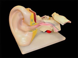 Модель уха - fgospostavki.ru - Ростов-на-Дону