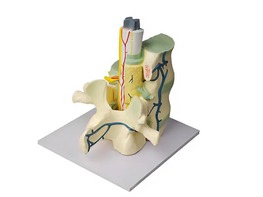 Модель части позвоночника человека - fgospostavki.ru - Ростов-на-Дону