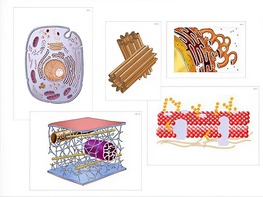 Модель-аппликация "Строение клетки" (ламинированная) - fgospostavki.ru - Ростов-на-Дону