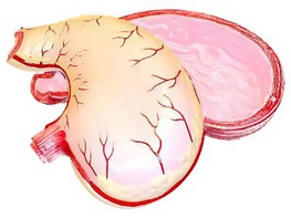 Модель желудка в разрезе - fgospostavki.ru - Ростов-на-Дону