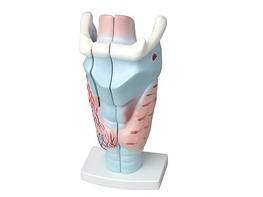 Модель гортани в разрезе - fgospostavki.ru - Ростов-на-Дону