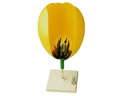 Модель цветка тюльпана - fgospostavki.ru - Ростов-на-Дону