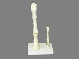 Модель "Скелет конечностей лошади и овцы" (на подставке) - fgospostavki.ru - Ростов-на-Дону