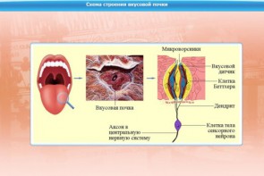 Интерактивные курсы. Биология 10 класс. Базовый. - fgospostavki.ru - Ростов-на-Дону