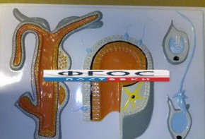 Модель барельефная "Внутреннее строение гидры" - fgospostavki.ru - Ростов-на-Дону