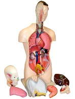 Торс человека разборный (42 см.) - fgospostavki.ru - Ростов-на-Дону