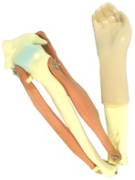 Модель локтевого сустава подвижная - fgospostavki.ru - Ростов-на-Дону