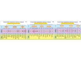 Плакаты ПРОФТЕХ "Ассортимент продовольственных товаров" (3 пл, винил, 70х100) - fgospostavki.ru - Ростов-на-Дону