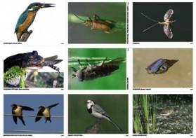 Комплект таблиц Природные зоны России. Сообщества (комплект 18 таблиц) - fgospostavki.ru - Ростов-на-Дону