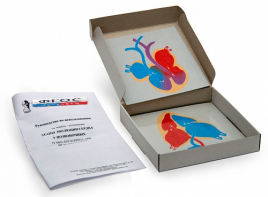 Модель-аппликация "Этапы эволюции сердца у позвоночных" (набор из 4 карт) - fgospostavki.ru - Ростов-на-Дону