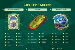 Электрифицированный стенд "Строение клетки" с маркерными полями - fgospostavki.ru - Ростов-на-Дону