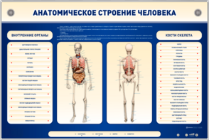 Электрифицированный стенд-тренажер c макетом скелета "Анатомическое строение человека" - fgospostavki.ru - Ростов-на-Дону