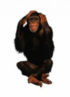 Комплект карточек "Запоминай, играй, считай" - Дикие животные - fgospostavki.ru - Ростов-на-Дону