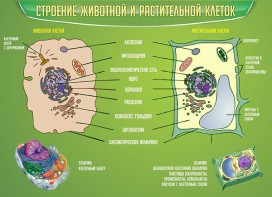 Стенд "Строение животной и растительной клеток" - fgospostavki.ru - Ростов-на-Дону