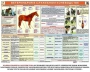 Комплект плакатов "Служебное коневодство" - fgospostavki.ru - Ростов-на-Дону