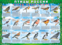 Комплект таблиц "Птицы России (4 листа)" (100х140 сантиметров, винил) - fgospostavki.ru - Ростов-на-Дону
