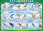 Комплект таблиц "Птицы России (4 листа)" (100х140 сантиметров, винил) - fgospostavki.ru - Ростов-на-Дону